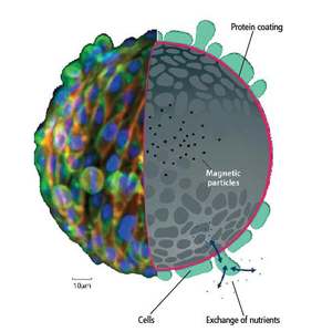 GEM - Global Eukaryotic Microcarrier 